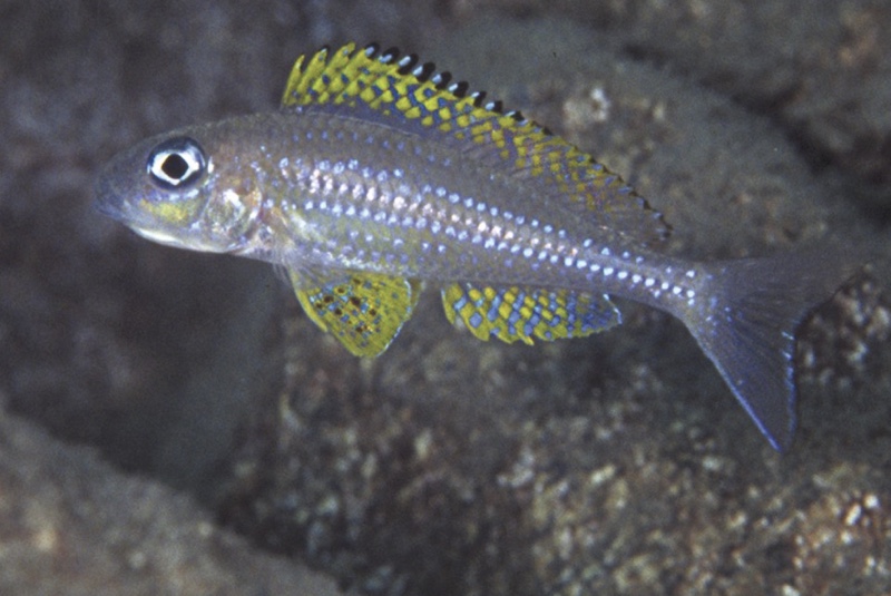 Xenotilapia papilio 'Kanoni'